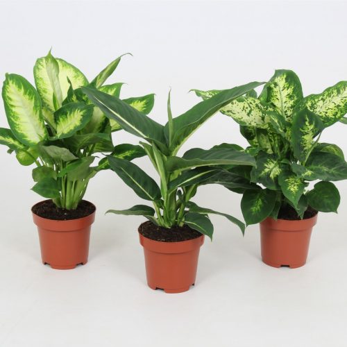Dieffenbachia mix