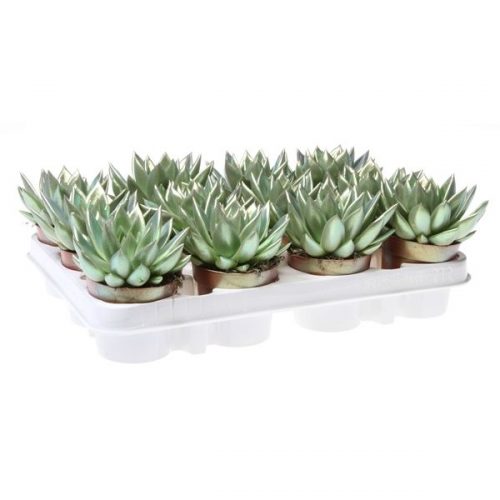 Echeveria miranda rainbow chameleon magical gold