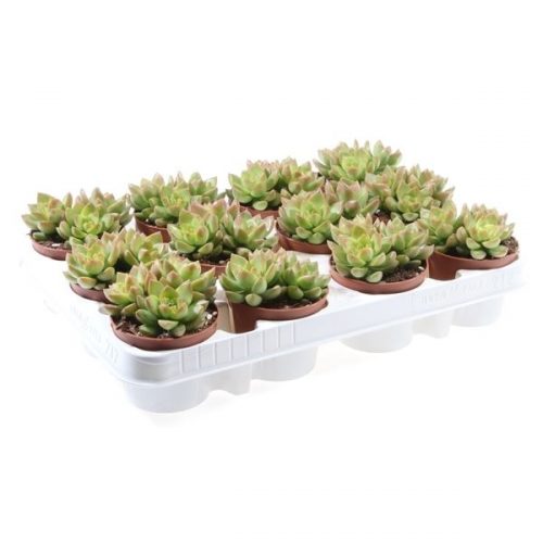 Sedum adolphi su8020