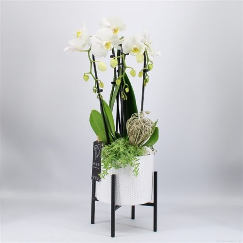 Phal-2034w phalaenopsis creatie	-	6	-	Adet