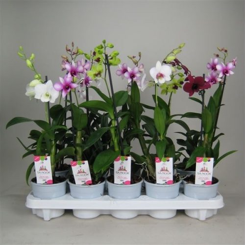 Dendrobium sa-nook mix
