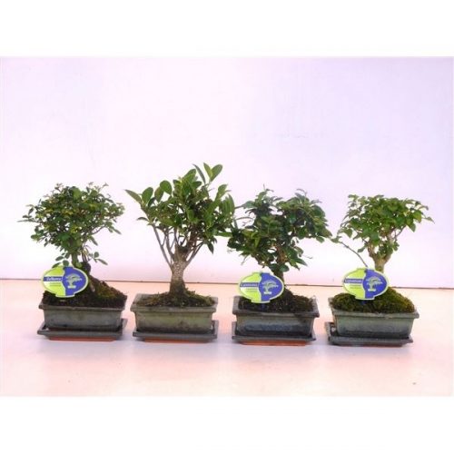 Bonsai mix 15 cm broom + plate