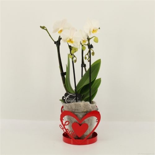 Phalrm-2023w romantic phalaenopsis	-	6	-	Adet