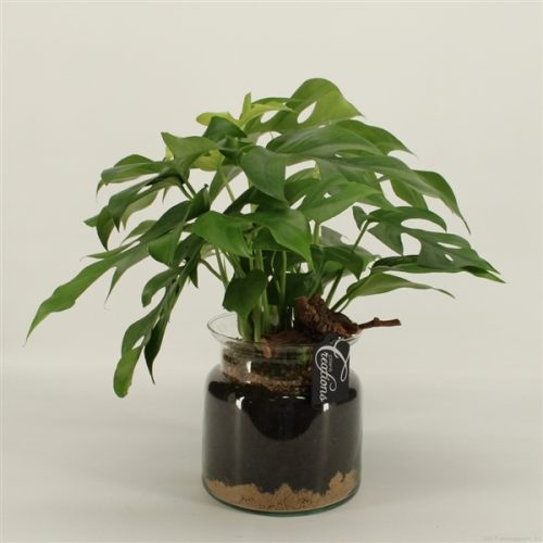 Grcr-2046 green creations	-	3	-	Adet