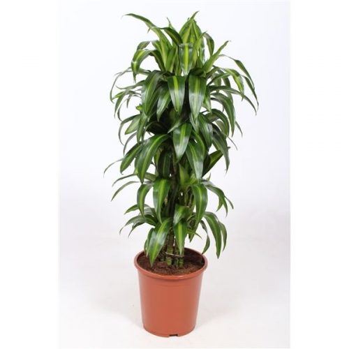 Dracaena fragr. hawaiian sunshine