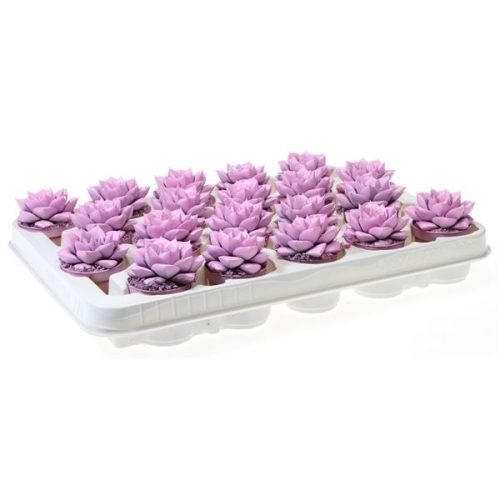 Echeveria rainbow purper pink