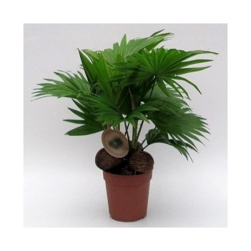 Livistonia rotundifolia