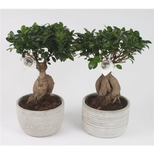 Ficus ginseng