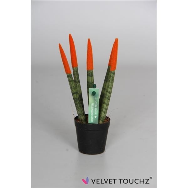Sansevieria cylindrica spaghetti velvet svt06zk09 1 Sansevieria cylindrica spaghetti velvet svt06zk09