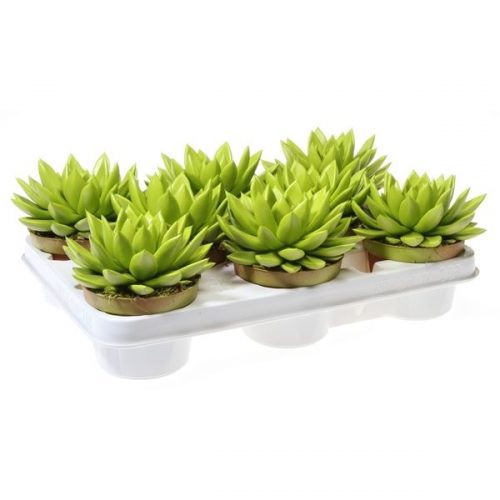 Echeveria miranda rainbow lime