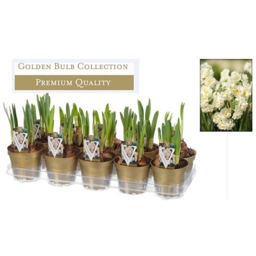 Narcissus bridal crown