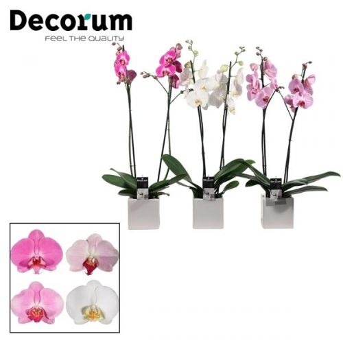 Phalaenopsis mix p2dpk	 2 tak in kubus keramiek	-	6	-	Adet