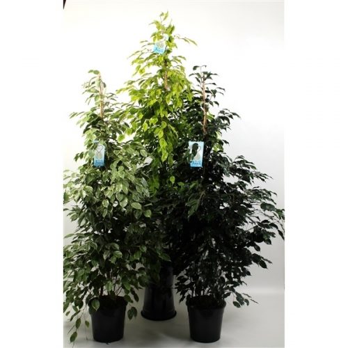Ficus benjamina mix kar