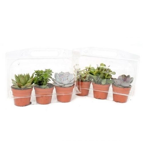 Succulenten mix bs11