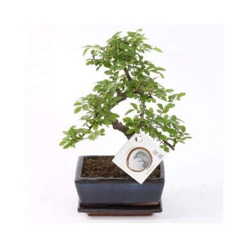 Bonsai zelkova sp.
