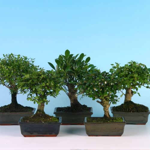 Bonsai mix 15 cm broom