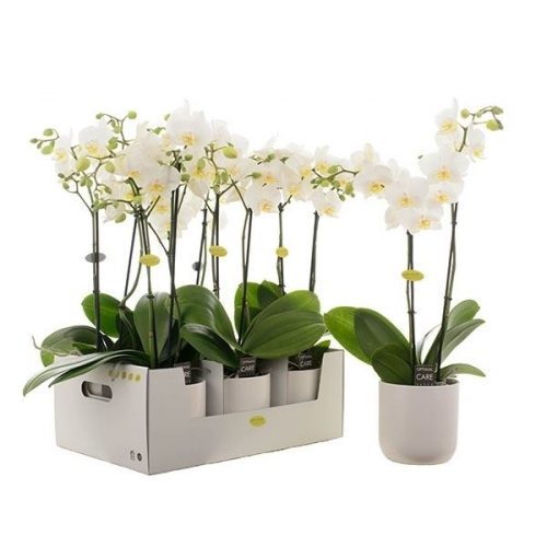 Phalaenopsis multiflora wit mw2k