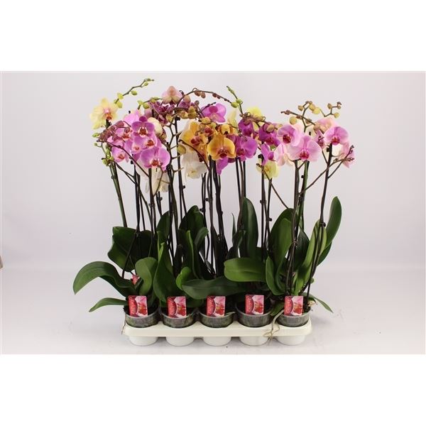 Phalaenopsis mix 1 Phalaenopsis mix