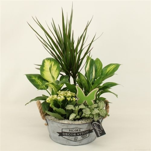 Bacr-2018w basic creatie	-	3	-	Adet