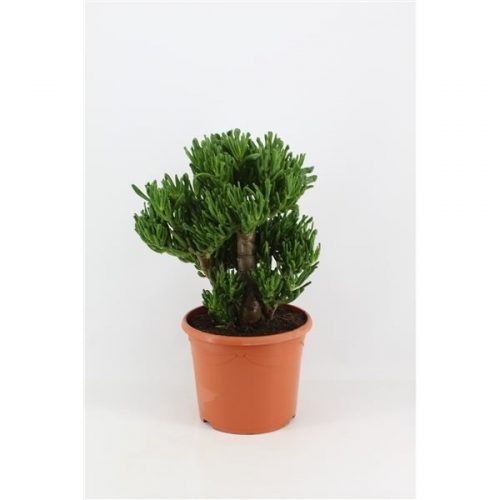 Crassula hobbit