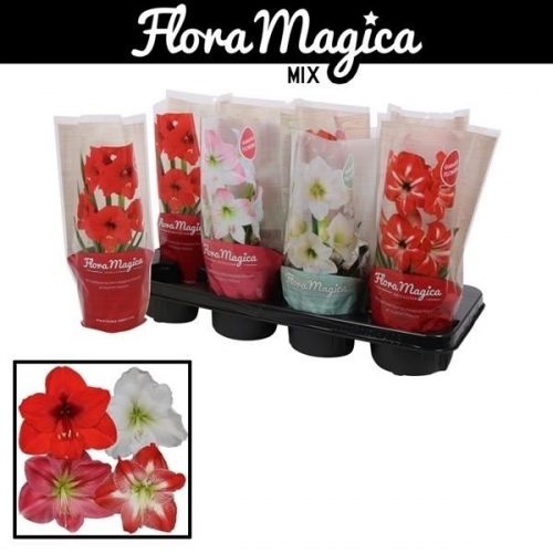 Hippeastrum mix standaard