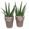 Aloe vera av14 2