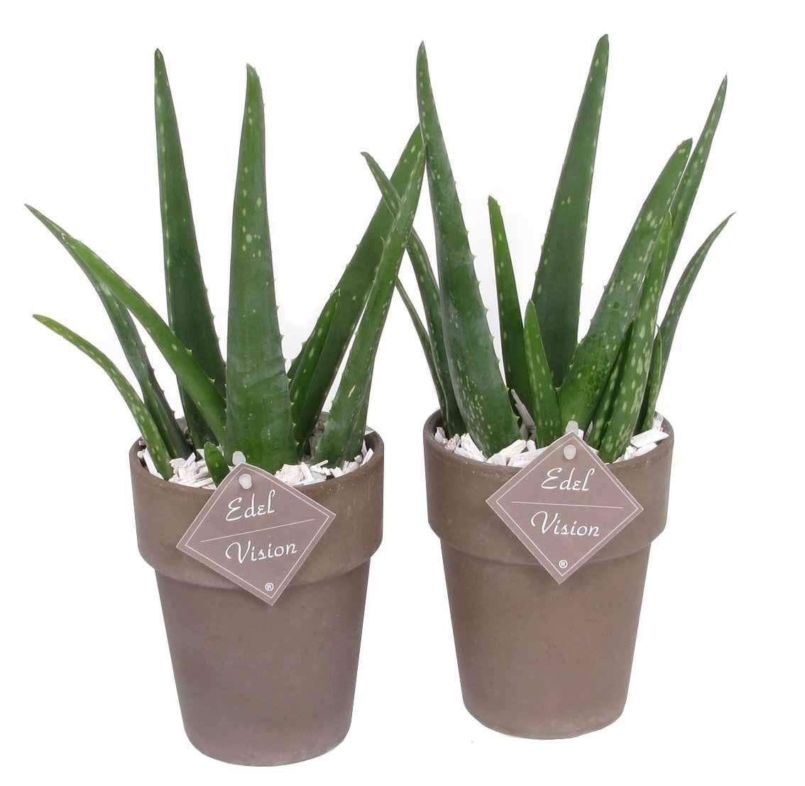 Aloe vera av14 1 Aloe vera av14