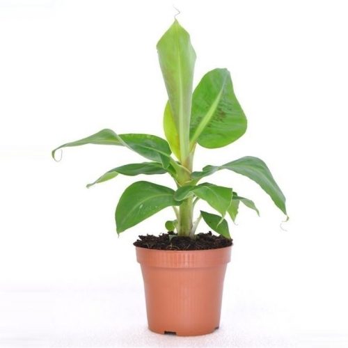 Musa tropicana oriental