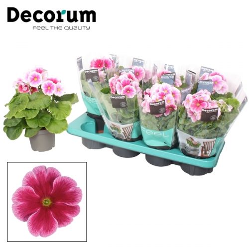 Primula obconica touch me rood/wit	tweekleurig 	-	8	-	Adet