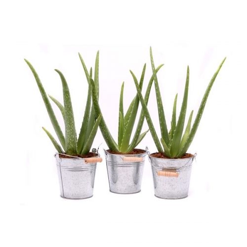 Aloe vera av24