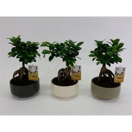 Ficus microcarpa ginseng