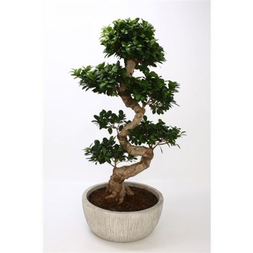 Ficus microcarpa fuji fim39/841