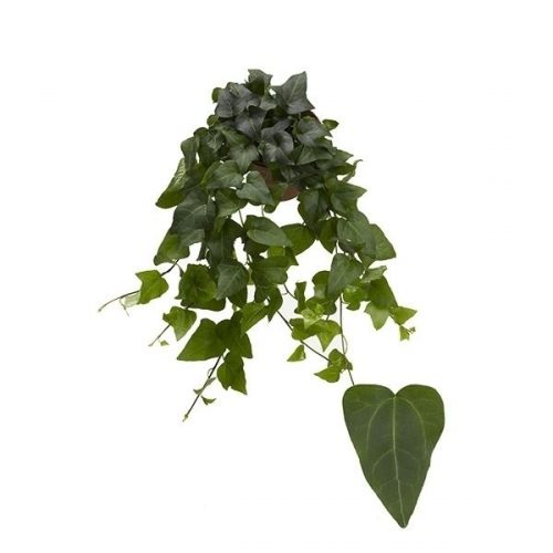 Hedera helix mein herz