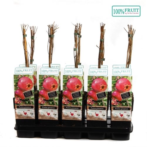 Heesters punica granatum