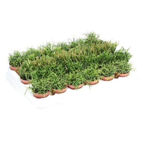 Rhipsalis mix rh5002