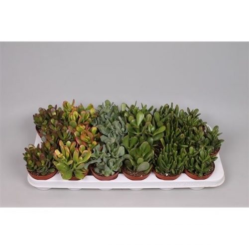 Crassula mix