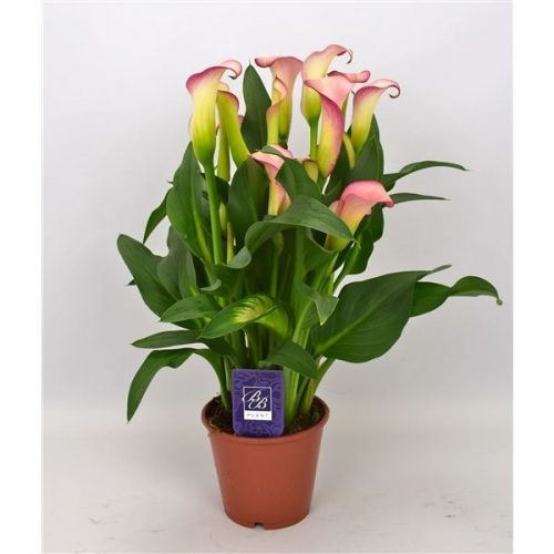 Zantedeschia french kiss