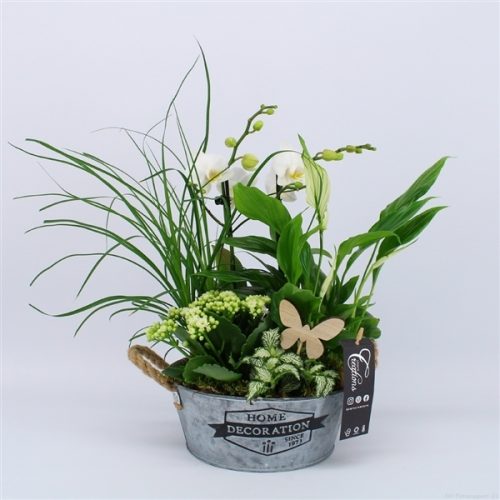 Phal-2038w phalaenopsis creatie	-	2	-	Adet