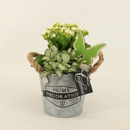 Bacr-2016w basic creatie	-	4	-	Adet