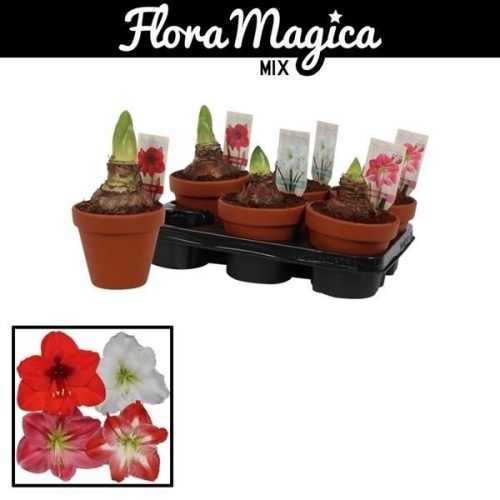 Hippeastrum mix