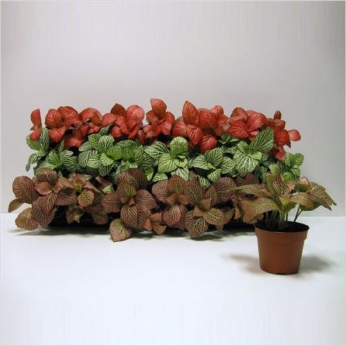 Fittonia mix grootbladig