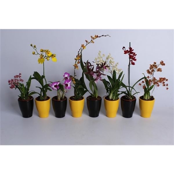 Oncidium mix fp165-013.02 1 Oncidium mix fp165-013.02