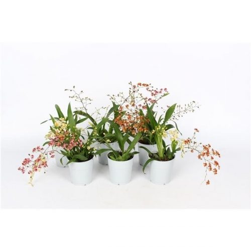 Oncidium twinkle mix