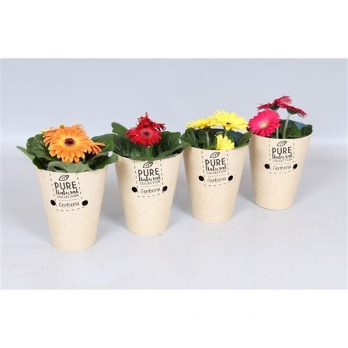 Gerbera mix happy colours