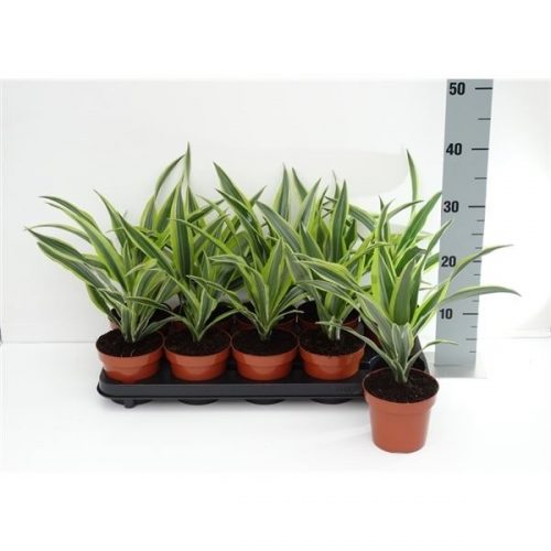 Dracaena fragr. der. lemon lime kopstek