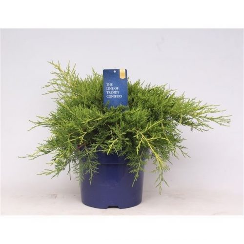 Juniperus x pfitzeriana old gold