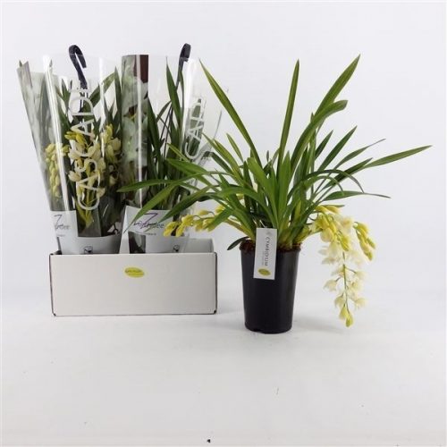 Cymbidium ice cascade