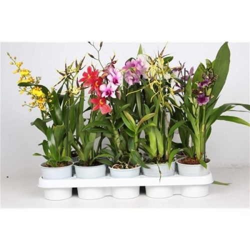 Orchidee mix kort