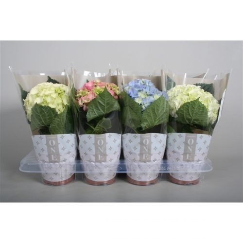 Hydrangea macr. one mix