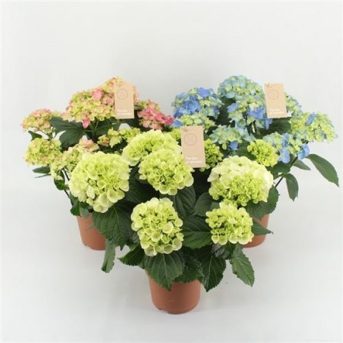 Hydrangea macr. mix
